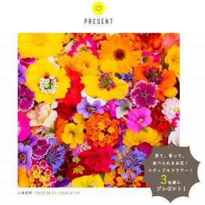 「見て、香って、 食べられるお花！ エディブルフラワー」の画像