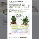 「観葉植物 妖精がすむと言われている多幸の木 ガジュマル 陶器鉢植え」の画像