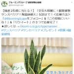 「空気を浄化すると言われている観葉植物 サンスベリア・陶器鉢」の画像