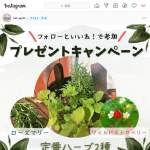 「冬越しに強い定番ハーブ2種セット」の画像