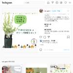 「幸せを呼ぶ木 オリーブ鉢植えセット」の画像