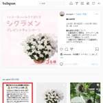 「シクラメン・ウインクホワイト」の画像