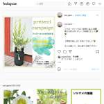 「幸せを呼ぶ木 オリーブ鉢植えセット」の画像