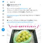 「シャインマスカット 一房」の画像