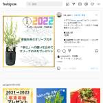 「幸運を呼ぶシンボルツリー「オリーブの木」」の画像