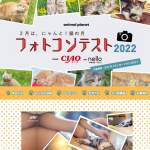 「CIAO ちゅ～る1年分　他」の画像