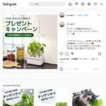 「水耕栽培セット」の画像