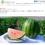 「こだますいか」の画像