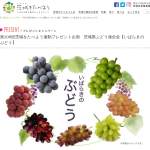 「いばらきのぶどう」の画像