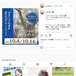 「「オリーブの実を結ぶ」オリーブの木2本セット」の画像