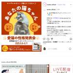 「ienekoオリジナル猫パンチハウス」の画像