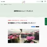 「宮沢農園のシクラメン 」の画像