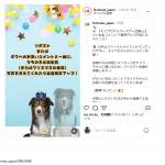 「ファーストメイトペットフード全種類とおもちゃ」の画像