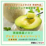 「茨城県産メロン２玉」の画像