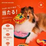 「20万円現金　ペットおもちゃ」の画像