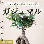 「ガジュマルの木」の画像